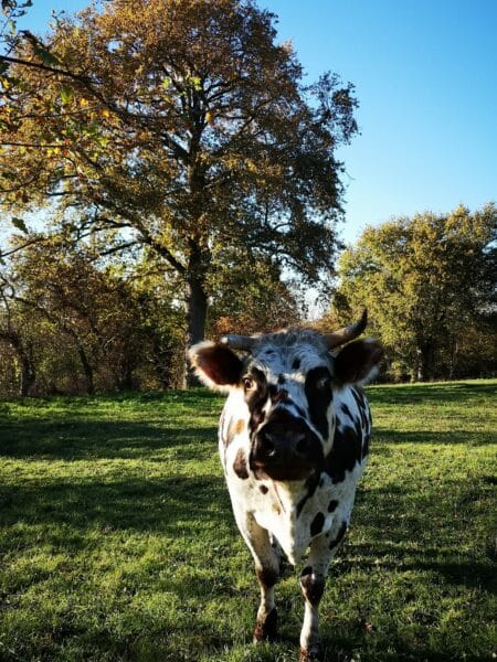Nos voisines les vaches - Pays de George Sand