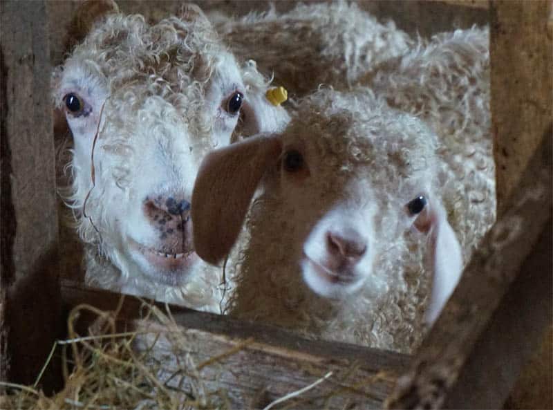 Ferme de la beauce