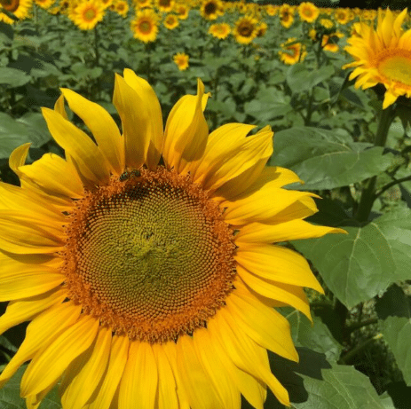 De ferme en ferme 2026